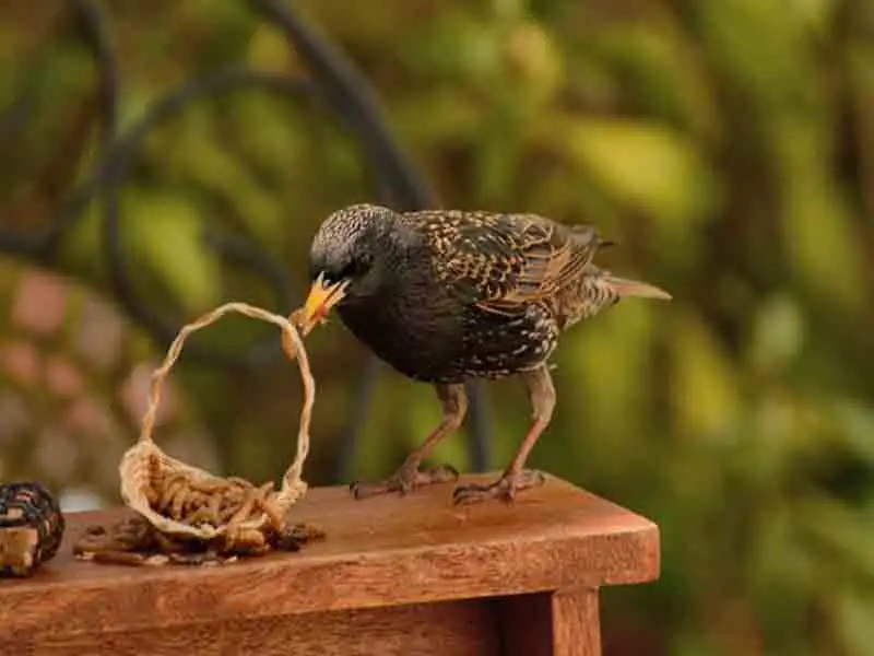 Can bird worms kill birds | do bird get worms 